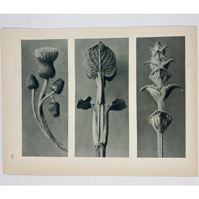 Antique Botanical Blossfeldt Print - No. 101 For Sale In Los Angeles - Image 6 of 6
