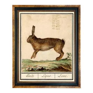 Rabbit Illustration 8x10" Framed Print Behind Glass