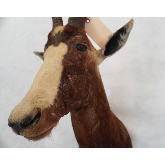 Blesbok Antelope Mount Bust Head For Sale In Los Angeles - Image 6 of 17