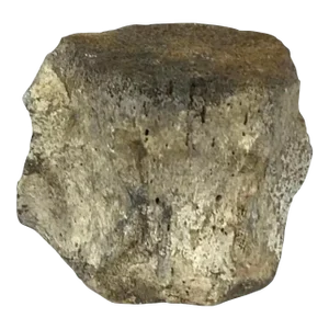 Antique Fossilized Whale Vertebrae #7