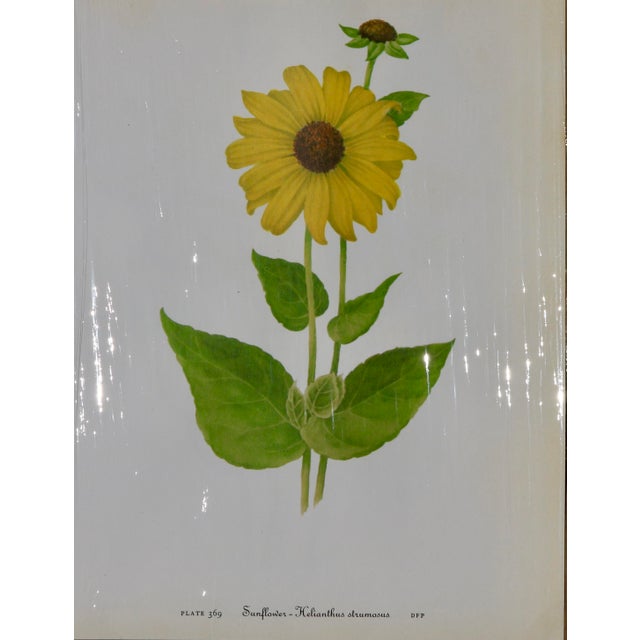 Set of 12 Vintage Botanical Prints Unframed For Sale - Image 4 of 14