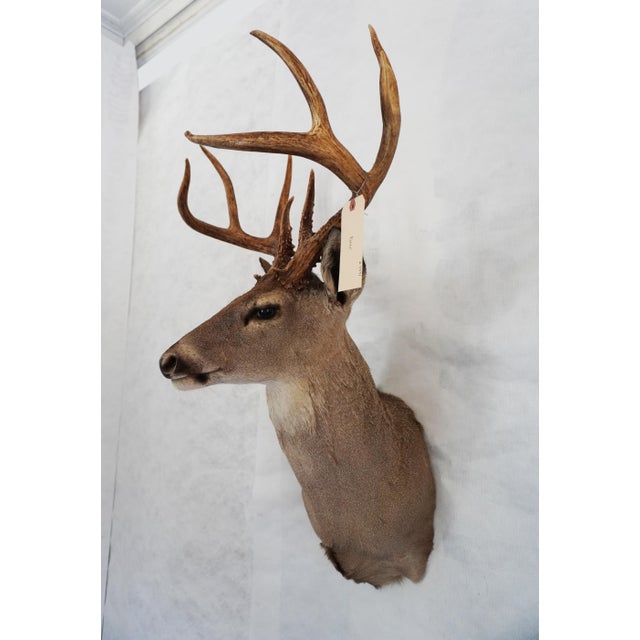 Whitetail Deer Buck Taxidermy Mount Head and Bust Would look beautiful on its own above a fireplace or would make a great...