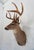 Whitetail Deer Buck Taxidermy Mount Head and Bust Would look beautiful on its own above a fireplace or would make a great...