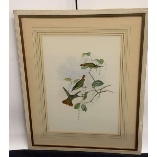 Antique Original J Gould H C Richter Hummingbird "Chrysuronia Josephinae" Framed Lithograph For Sale - Image 11 of 14
