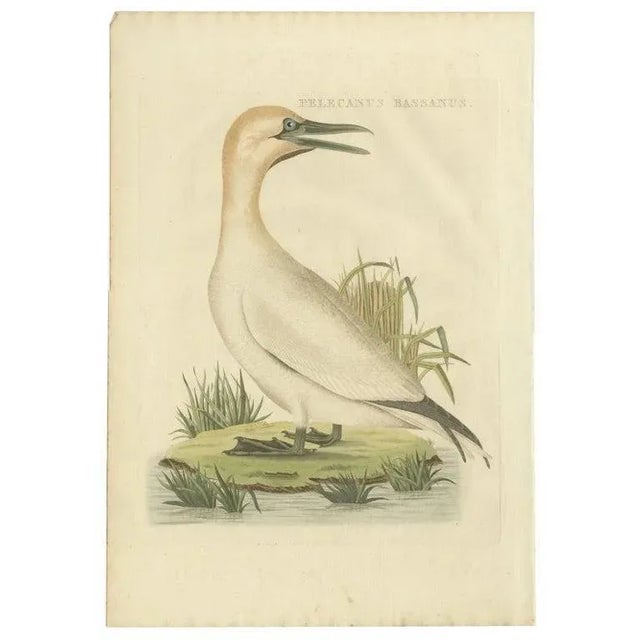 Early 19th Century Sepp & Nozeman, Northern Gannet, 1829, Paper For Sale - Image 5 of 5