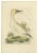 Early 19th Century Sepp & Nozeman, Northern Gannet, 1829, Paper For Sale - Image 5 of 5
