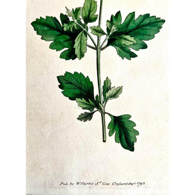 Illustration Antique Original Hand Colored Curtis Floral Botanical Etching c.1795 For Sale - Image 3 of 4