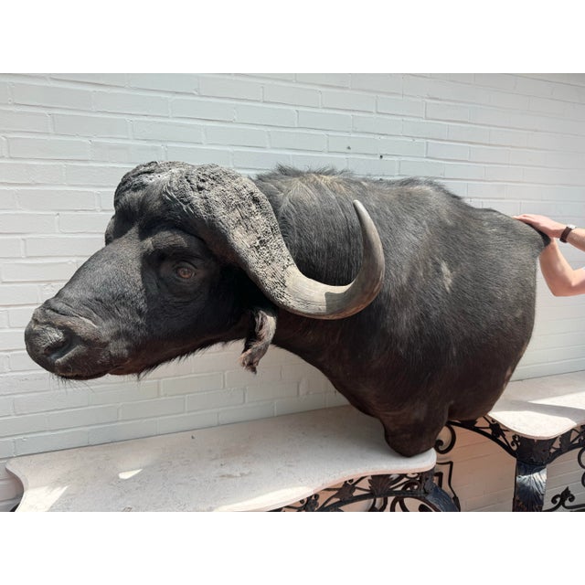 Rare and very large beautiful vintage African Cape Buffalo - Buffalo From a hunt in Africa, Custom Wall Mount taxidermy....