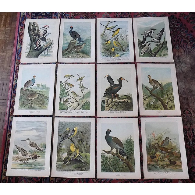 Green Antique 19th Century Large Folio Bird Lithographs - Set of 12 For Sale - Image 8 of 9