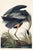 Great Blue Heron by John James Audubon, Vintage Art Print Reproduction, 40" X 60" For Sale