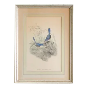 Antique "Malurus Hypoleucus" Original Hand-Colored Lithograph by Artist H. Gould HC Richter