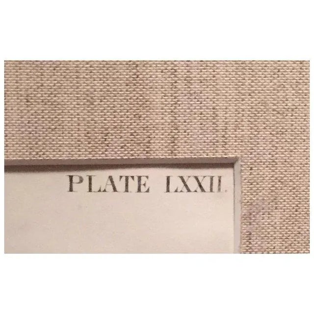 Antique 19th c. John James Audubon large hand colored lithograph from "The Viviparous Quadrupeds of North America"....