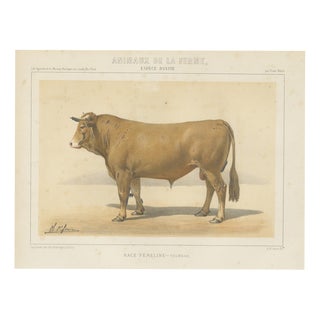 Borie, Femeline Bull, French Cattle Breed, 1863, Chromolithograph For Sale