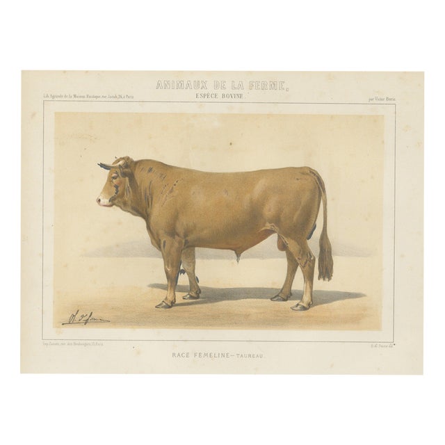 Borie, Femeline Bull, French Cattle Breed, 1863, Chromolithograph For Sale