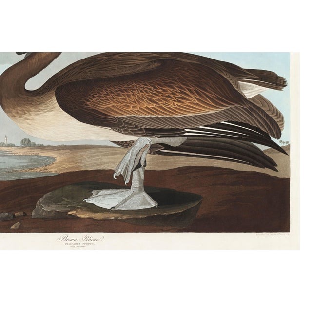 Brown Pelican, Vintage Art Print Reproduction From Birds of America by John James Audubon, 60" X 40" For Sale - Image 10 of 10
