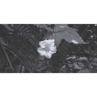 Ferns and Flowering Raspberry by Leah Waichulis | Charcoal on paper Flower and ferns arrangement. For Sale