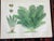 Authentic Antique 19th Century Large Botanical Fern Chromolithographs - Set of 9 For Sale - Image 10 of 12