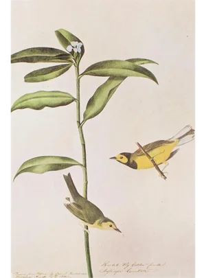1966 Vintage Farmhouse Cottage Print "Hooded Warbler" After John James Audubon