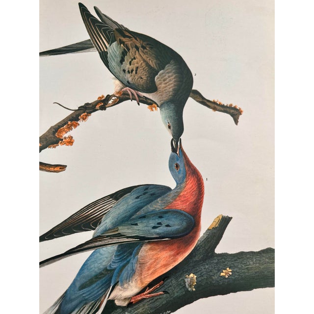 1964 Audubon Folio Lithograph Great Bird Paintings – “Passenger Pigeon” 17x14 For Sale In New York - Image 6 of 8