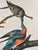 1964 Audubon Folio Lithograph Great Bird Paintings – “Passenger Pigeon” 17x14 For Sale In New York - Image 6 of 8