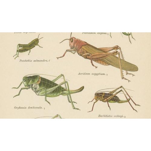 1900 - 1909 Monumental Orthoptera of Central Europe, 1908, Lithograph, Set of 3 For Sale - Image 5 of 11