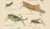 1900 - 1909 Monumental Orthoptera of Central Europe, 1908, Lithograph, Set of 3 For Sale - Image 5 of 11