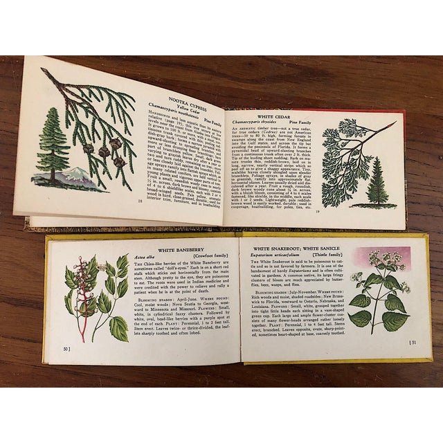 Vintage Tree and Wild Flower Nature Guide Book Set of 2 For Sale - Image 10 of 16
