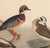 American Vintage Bird Duck Print Set of 2 - 30" X 24" For Sale - Image 3 of 8