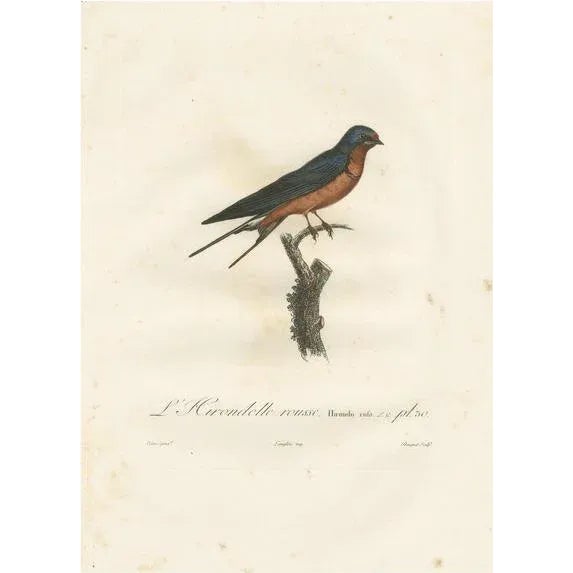 Louis Jean Pierre Vieillot, Red-Breasted Swallow Illustration, Original Handcolored Print For Sale - Image 6 of 6