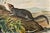 Original first edition octavo lithograph from John James Audubon's Quadrupeds of North America, published in 1854, New...