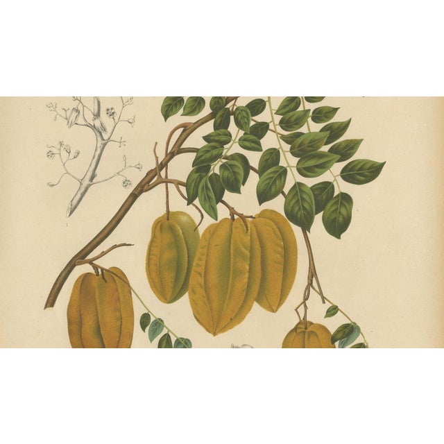 Sheep van Nooten, Star Fruit Botanical, 1880, Chromolithograph For Sale - Image 5 of 10