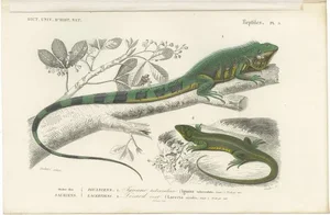 D'Orbigny, Green Iguana and European Green Lizard, 1861, Print