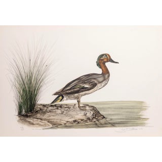 Green Winged Teal, Jerome Trolliet Lithograph, Signed and Numbered in Pencil For Sale