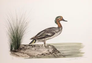 Green Winged Teal, Jerome Trolliet Lithograph, Signed and Numbered in Pencil