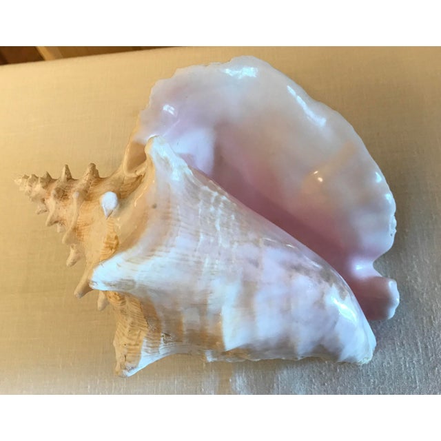 Natural Pink Conch Shell Chairish