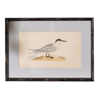 Antique Hand Colored Bird Engraving (C. 1865) | in Contemporary Black Bamboo Frame ( Sandwich Tern) For Sale