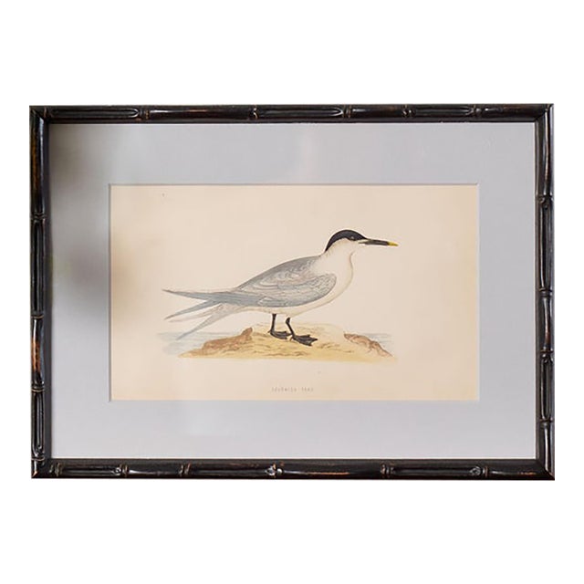 Antique Hand Colored Bird Engraving (C. 1865) | in Contemporary Black Bamboo Frame ( Sandwich Tern) For Sale