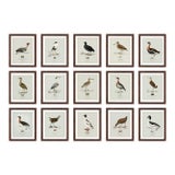 Boutique Archival William Lewin "Waterbirds & Waders" Prints - Set of 15 (8" X 10") For Sale