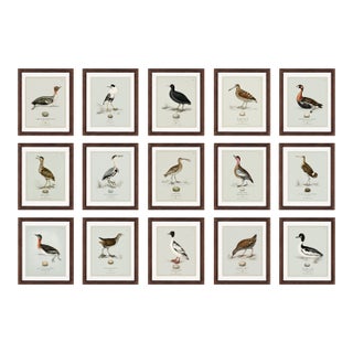 Boutique Archival William Lewin "Waterbirds & Waders" Prints - Set of 15 (8" X 10") For Sale