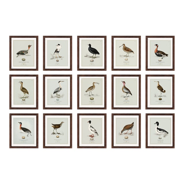Boutique Archival William Lewin "Waterbirds & Waders" Prints - Set of 15 (8" X 10") For Sale