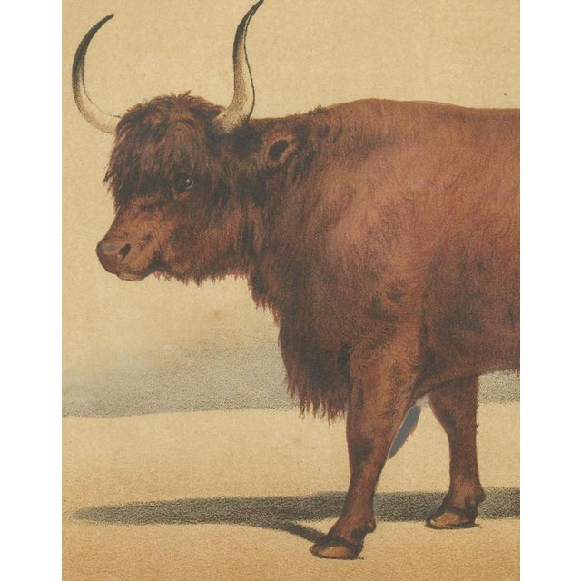 19th Century Olivier De Penne, West Highland Ox, Scottish Cattle, 1863, Chromolithograph For Sale - Image 5 of 9