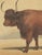 19th Century Olivier De Penne, West Highland Ox, Scottish Cattle, 1863, Chromolithograph For Sale - Image 5 of 9