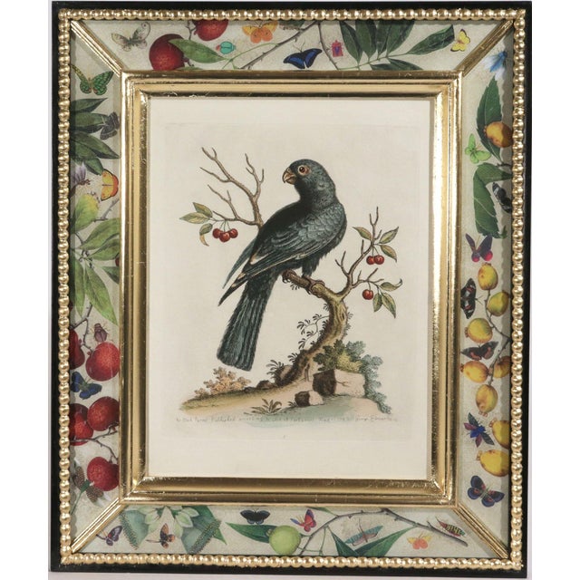 !8th-Century Engraved Prints of Exotic Birds by George Edwards With Decoupage Frames (12) For Sale - Image 10 of 14