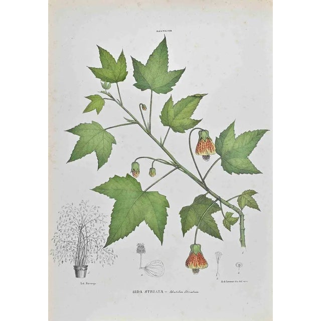 Lithograph hand watercolored. Belongs to the Series "Atlante di Botanica popolare ossia Illustrazione di Piante Notevoli...