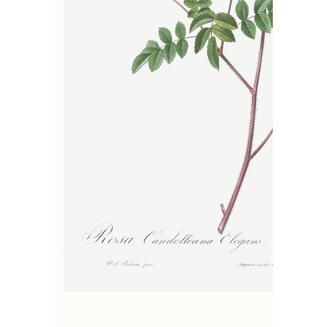 White Rose, Vintage Botanical Art Print Reproduction by Pierre-Joseph Redouté, 40" X 60" For Sale - Image 9 of 10