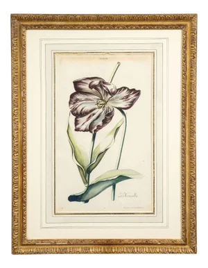 Mid 18th Century Christoph Jacob Trew "La Nouvelle" Tulip Hand-Colored Engraving 1750-1786