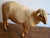 Antique 1930s Zoological Sheep Figurine / Model Used in School For Sale - Image 10 of 11
