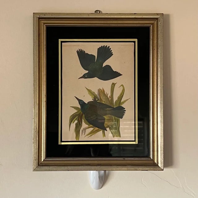 Antique (c. 1890) Series of Birds of Pennsylvania Illustrations by B.H. Warren M.D. in Reverse Painted Black Glass Frames,...