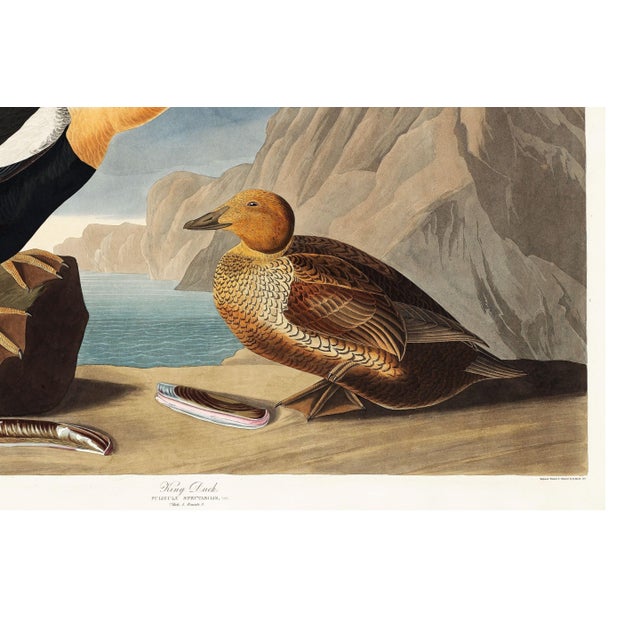 King Duck, Vintage Art Print Reproduction From Birds of America by John James Audubon, 60" X 40" For Sale - Image 10 of 10