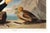 King Duck, Vintage Art Print Reproduction From Birds of America by John James Audubon, 60" X 40" For Sale - Image 10 of 10